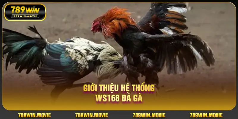 Giới thiệu hệ thống WS168 đá gà