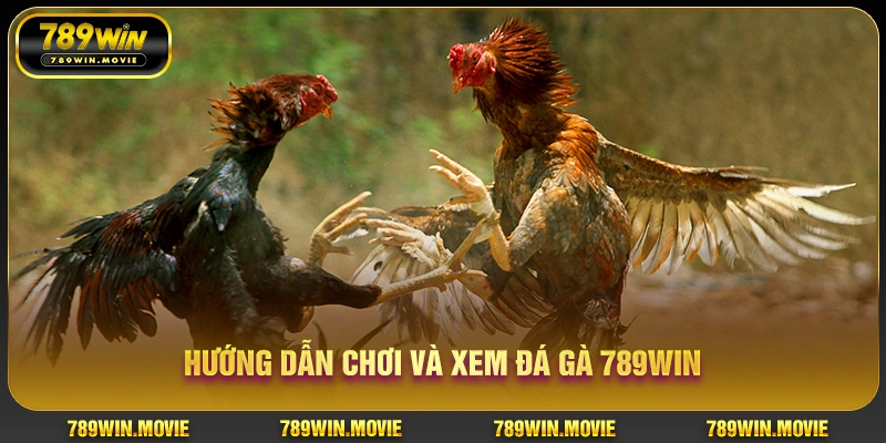 Hướng dẫn chơi và xem đá gà 789WIN