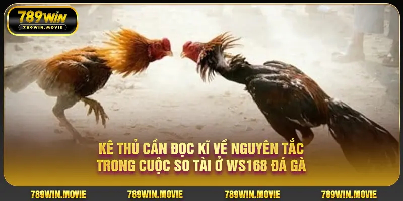 Kê thủ cần đọc kĩ về nguyên tắc trong cuộc so tài ở WS168 đá gà